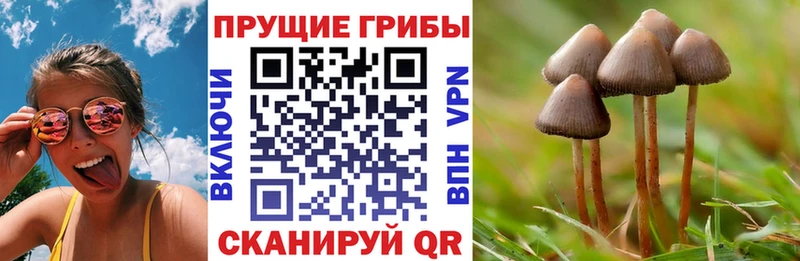 Купить где  Городовиковск  Псилоцибиновые грибы Psilocybe 